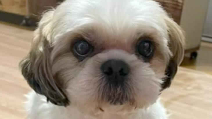 『表情がなく、体も変色していた保護犬』を家に迎えたら…1年3ヶ月後→同じ犬とは思えない『涙あふれる光景』に「表情が物語ってる」と感動の声(ブログ)