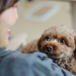 犬を『人間扱い』してはいけない理由5選　愛犬の身に起こるデメリットとは？(ブログ)