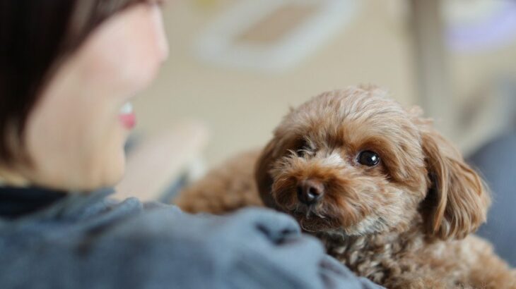 犬を『人間扱い』してはいけない理由5選　愛犬の身に起こるデメリットとは？(ブログ)