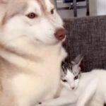 子猫が『２匹のハスキー犬に育てられた』結果…愛にあふれた『まるで本当の親子のような光景』が33万再生　甘えん坊さん全開の姿に反響(ブログ)