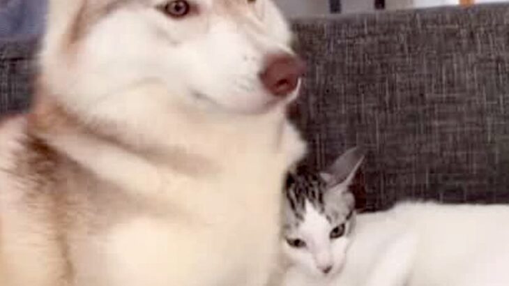 子猫が『２匹のハスキー犬に育てられた』結果…愛にあふれた『まるで本当の親子のような光景』が33万再生　甘えん坊さん全開の姿に反響(ブログ)
