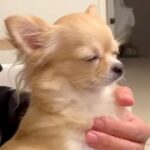 眠たくなってきたチワワ→でも家族がまだ寝ない状況で…あまりにも愛おしい『一生懸命起きようとする光景』が22万再生「たまらん…」と悶絶(ブログ)