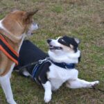 『他の犬と上手く遊べない』犬の特徴3つ　苦手とする理由や克服するための改善策をご紹介(ブログ)