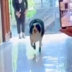 世界一賢い犬種が『結婚式でリングドッグに挑戦した』結果…参列者に見せた『ご丁寧な愛おしい行動』が40万再生「素敵」「感動した」と反響(ブログ)