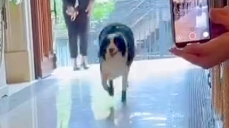 世界一賢い犬種が『結婚式でリングドッグに挑戦した』結果…参列者に見せた『ご丁寧な愛おしい行動』が40万再生「素敵」「感動した」と反響(ブログ)