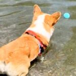 大事なボールを自分で水に落とした犬→取りに行きたいのに届かなくて…まさかの『逆ギレする様子』が833万再生「可愛い」「応援しちゃうｗ」(ブログ)