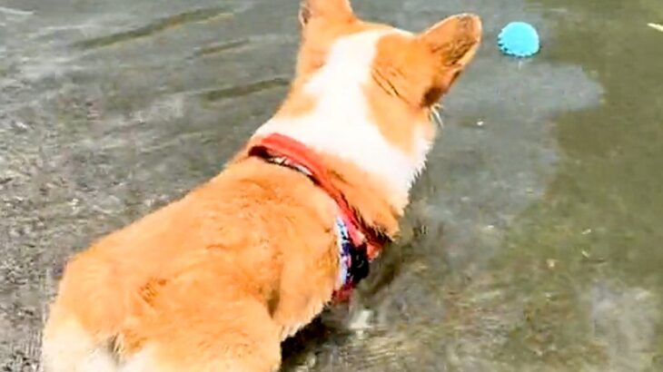 大事なボールを自分で水に落とした犬→取りに行きたいのに届かなくて…まさかの『逆ギレする様子』が833万再生「可愛い」「応援しちゃうｗ」(ブログ)