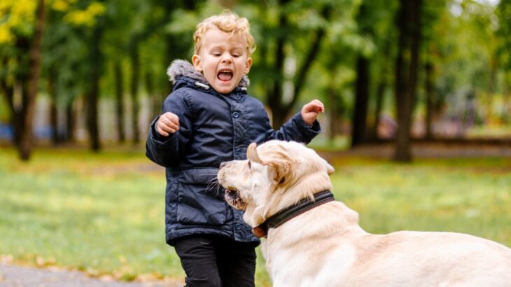 犬が『恐怖心を感じるもの』4選　愛犬を落ち着かせる方法から飼い主が取るべき対応まで(ブログ)
