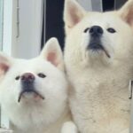 朝、家の前を通る小学生の女の子→２頭の秋田犬が待ち構えていて…愛おしすぎる『通学中の光景』が11万再生「時間わかるのすごい」と反響(ブログ)
