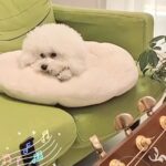 お母さんの弾き語りを聴く犬→歌詞に『おやつ』を混ぜてしまった結果…思わず笑っちゃう『まさかの反応』が12万再生「パクパク可愛すぎｗ」(ブログ)