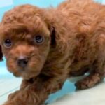 他のワンコよりも安く、怯えた表情をした『売れ残り犬』を飼った結果…当時が嘘のような『お迎え後の光景』が12万再生「運命」「本当よかった」(ブログ)