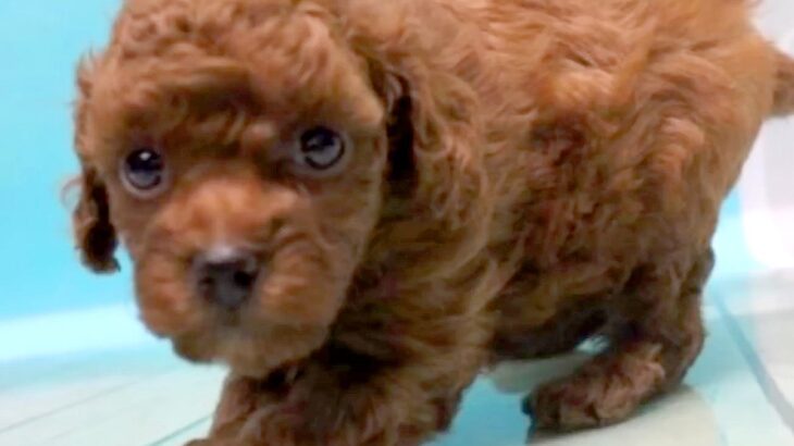 他のワンコよりも安く、怯えた表情をした『売れ残り犬』を飼った結果…当時が嘘のような『お迎え後の光景』が12万再生「運命」「本当よかった」(ブログ)