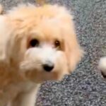 犬を散歩中『同じ犬種のお友達』に出会った結果…もはや見分けられない？『ドッペルゲンガーのような光景』に「似すぎｗ」「兄弟かな？」と反響(ブログ)