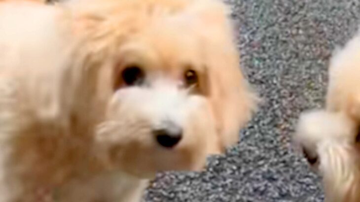 犬を散歩中『同じ犬種のお友達』に出会った結果…もはや見分けられない？『ドッペルゲンガーのような光景』に「似すぎｗ」「兄弟かな？」と反響(ブログ)