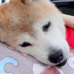 自力で歩けなくなった20歳の老犬→外に出してあげたら…涙が止まらない『まさかの行動』が32万再生「なんて愛おしい」「老犬の可愛さ」と絶賛(ブログ)