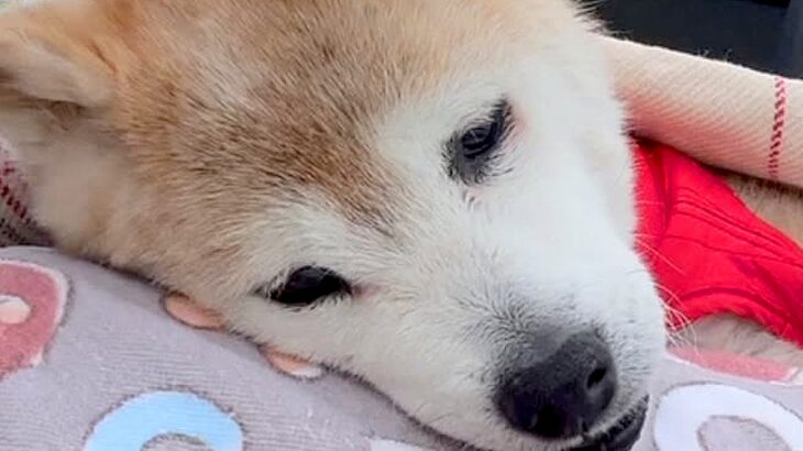 自力で歩けなくなった20歳の老犬→外に出してあげたら…涙が止まらない『まさかの行動』が32万再生「なんて愛おしい」「老犬の可愛さ」と絶賛(ブログ)