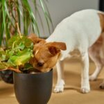 犬の近くに置いてはいけない『危険なモノ』5選　大怪我や思わぬ事故を引き起こす可能性も…(ブログ)