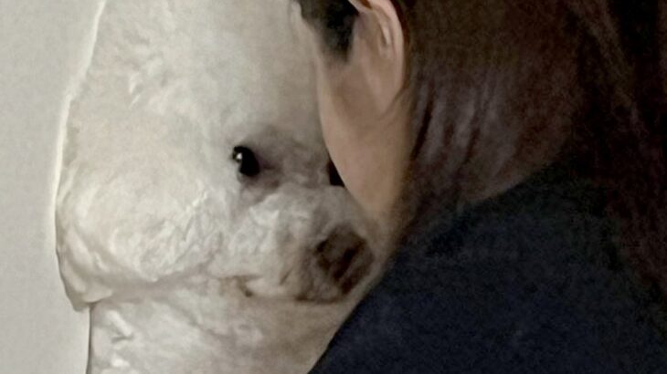 家に遊びに来た妹→なぜか犬と揉めごとが起こり…まさかの『コントのような光景』に41万いいねの大反響「中身は綿ですか？」「同化してて草」(ブログ)