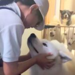 修学旅行から帰ってきた女の子→秋田犬5頭がお出迎えした結果…思った以上にモフモフな『熱烈歓迎』が12万再生「夢のような渋滞」「幸せすぎ」(ブログ)