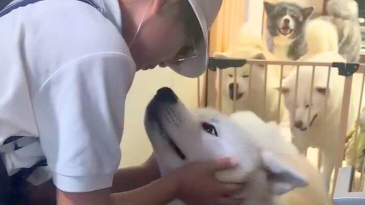修学旅行から帰ってきた女の子→秋田犬5頭がお出迎えした結果…思った以上にモフモフな『熱烈歓迎』が12万再生「夢のような渋滞」「幸せすぎ」(ブログ)
