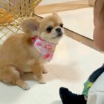 面白い動きで赤ちゃんを笑わせる犬→ギャップがすごい『カッコよすぎる去り際』に44万再生の反響「最高ｗｗ」「クールで草」と爆笑続々(ブログ)
