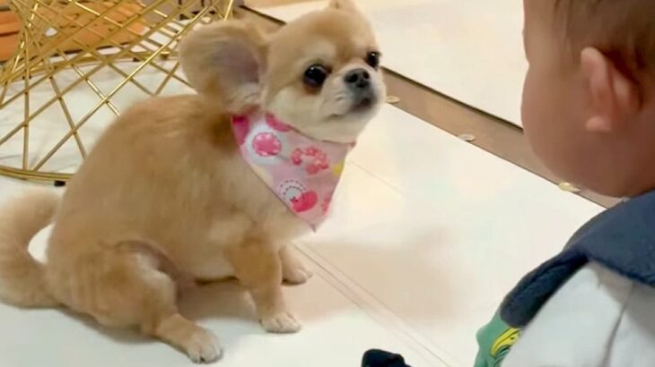 面白い動きで赤ちゃんを笑わせる犬→ギャップがすごい『カッコよすぎる去り際』に44万再生の反響「最高ｗｗ」「クールで草」と爆笑続々(ブログ)