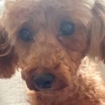 『寿命の約半分、繁殖させれらてきた犬』を引き取った結果…過去７年間が嘘のような『涙の現在』が9万再生「表情変わった」「頑張った」と反響(ブログ)