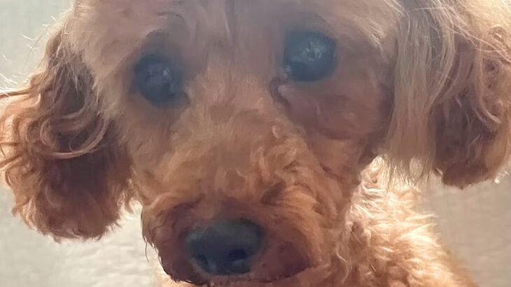 『寿命の約半分、繁殖させれらてきた犬』を引き取った結果…過去７年間が嘘のような『涙の現在』が9万再生「表情変わった」「頑張った」と反響(ブログ)