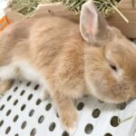 この夏必見！うさぎの健康維持と快適な部屋作り(ブログ)