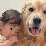 歩く練習をする『１歳の女の子』→疲れて眠くなったら大型犬に…とんでもなく尊い『優しさに溢れた光景』が46万再生「可愛すぎ」「人間みたい」(ブログ)