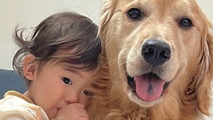 歩く練習をする『１歳の女の子』→疲れて眠くなったら大型犬に…とんでもなく尊い『優しさに溢れた光景』が46万再生「可愛すぎ」「人間みたい」(ブログ)