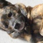 犬が悪さをしたので叱ったら…もはや怒ることのできない『可愛すぎる反省の仕方』に反響「本当に申し訳なさそうｗ」「お利口」「許しちゃう」(ブログ)