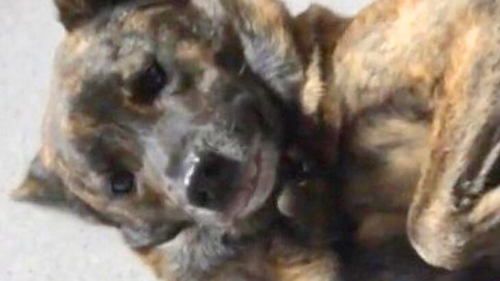 犬が悪さをしたので叱ったら…もはや怒ることのできない『可愛すぎる反省の仕方』に反響「本当に申し訳なさそうｗ」「お利口」「許しちゃう」(ブログ)