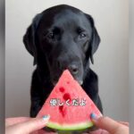 スイカを差し出し『優しく食べてね』と大型犬にお願いしたら…あまりにも豪快過ぎる『まさかの食べ方』が58万再生「思った以上だったｗｗ」(ブログ)