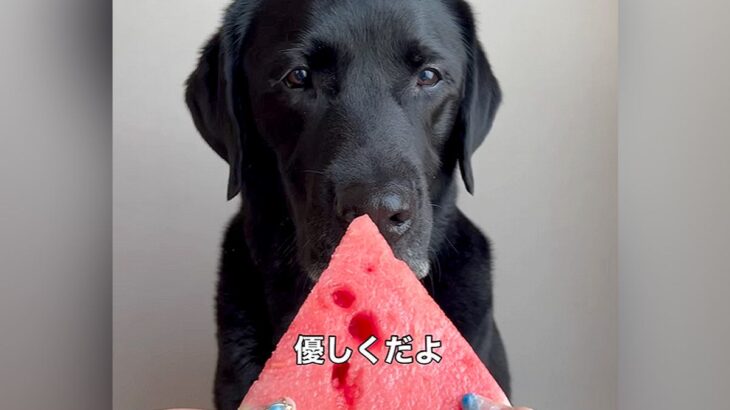 スイカを差し出し『優しく食べてね』と大型犬にお願いしたら…あまりにも豪快過ぎる『まさかの食べ方』が58万再生「思った以上だったｗｗ」(ブログ)