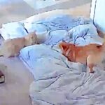 朝、機嫌が悪かった犬→猫と喧嘩していないか心配になり…見守りカメラに映った『まさかの光景』が217万表示の反響「ずっと見てたい」「素敵」(ブログ)
