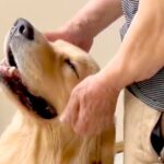 後遺症で歩くのも困難だったおじいちゃん→大型犬と毎日一緒に過ごした結果…思わず泣けてくる『現在の光景』に反響「最高のリハビリ」「天使」(ブログ)
