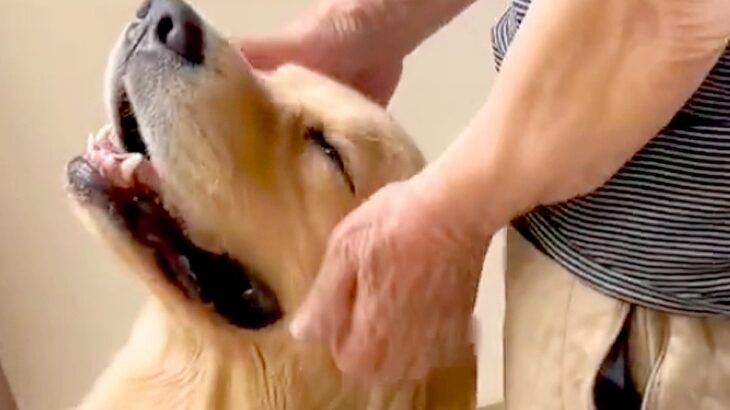後遺症で歩くのも困難だったおじいちゃん→大型犬と毎日一緒に過ごした結果…思わず泣けてくる『現在の光景』に反響「最高のリハビリ」「天使」(ブログ)