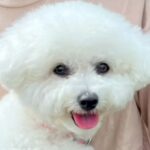 いつもは飼い主と仲良しな犬→彼氏が来ると…辛辣な『あからさますぎる態度の違い』が47万再生「好みが一緒ってことｗ」「どっちもかわいい」(ブログ)
