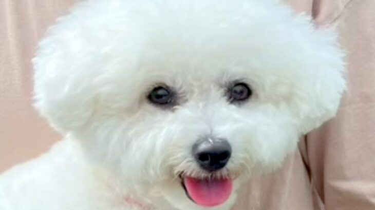いつもは飼い主と仲良しな犬→彼氏が来ると…辛辣な『あからさますぎる態度の違い』が47万再生「好みが一緒ってことｗ」「どっちもかわいい」(ブログ)