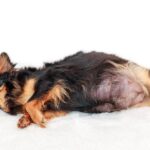 チワワの出産まとめ｜妊娠から子犬誕生までに必要な知識と準備(ブログ)