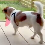 水風船をもらった犬→何度も破裂してしまい…絶対に割りたくなくて『試行錯誤する光景』が可愛すぎると161万再生「ちゃんと考えてる」と反響(ブログ)