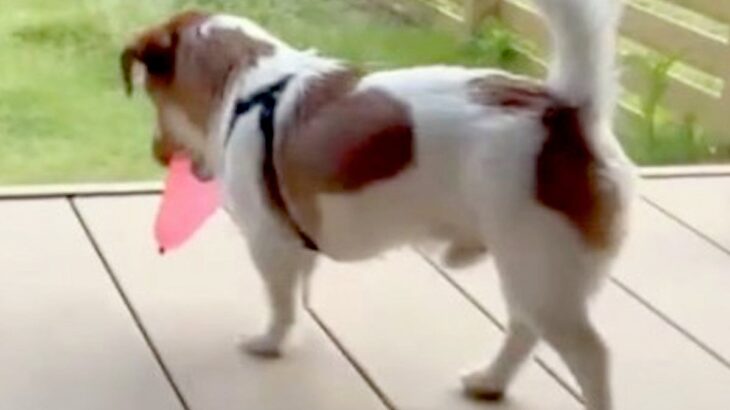 水風船をもらった犬→何度も破裂してしまい…絶対に割りたくなくて『試行錯誤する光景』が可愛すぎると161万再生「ちゃんと考えてる」と反響(ブログ)