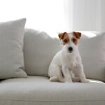 犬が座る前に『くるくる回る』3つの心理　どんな理由が隠されているの？注意したいポイントまで(ブログ)