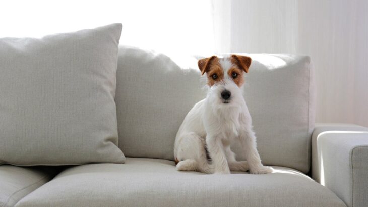 犬が座る前に『くるくる回る』3つの心理　どんな理由が隠されているの？注意したいポイントまで(ブログ)