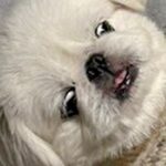 『ギリギリイヌ判定選手権』に参加した犬→寝ている姿が…想定外だった『まさかの光景』に1万2000いいね「ギリギリ人間で草」「可愛すぎｗ」(ブログ)