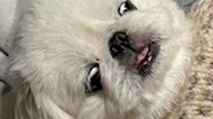 『ギリギリイヌ判定選手権』に参加した犬→寝ている姿が…想定外だった『まさかの光景』に1万2000いいね「ギリギリ人間で草」「可愛すぎｗ」(ブログ)