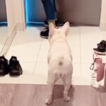 『犬が玄関までお見送りしてくれた』と思っていたら…次の瞬間→なんだか切ない『辛辣な行動』が21万再生「人間かな？ｗ」「面白すぎ」と反響(ブログ)