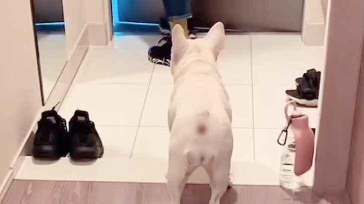 『犬が玄関までお見送りしてくれた』と思っていたら…次の瞬間→なんだか切ない『辛辣な行動』が21万再生「人間かな？ｗ」「面白すぎ」と反響(ブログ)