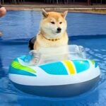 プールで浮き輪に乗る柴犬→『楽しんでいるな』と思ったら…1時間後の『まさかの光景』が60万再生「親泣かせｗｗ」「過去一笑った」と反響(ブログ)